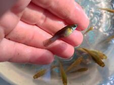 Live mosquito fish for sale  Gainesville