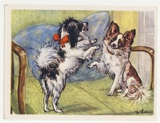 Nai spaniel conti d'occasion  Expédié en Belgium