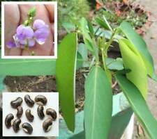Codariocalyx motorius desmodiu usato  Trappeto