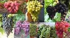 MIX das melhores variedades de uvas 7 estacas total 7 estacas para procedimento de enraizamento, usado comprar usado  Enviando para Brazil