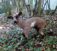 New agneau lamb d'occasion  France