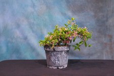 Dwarf barbados cherry for sale  North Fort Myers