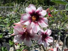 Adenium exotic year for sale  Loxahatchee