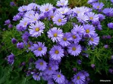 Michaelmas daisy plants for sale  GRAYS