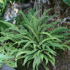 Asplenium trichomanes maidenha for sale  HORSHAM