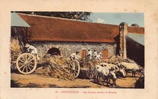 Martinique cannes sucre d'occasion  France