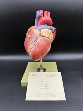 Somso hs5 heart for sale Somso hs5 heart for sale  West Jordan