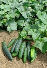 cucumber plants for sale cucumber plants for sale WISBECH