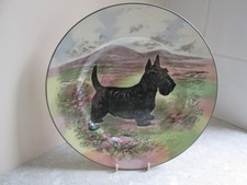 scottish terrier for sale scottish terrier for sale DAVENTRY