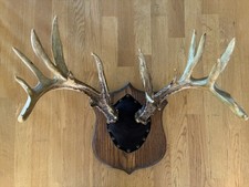 Wisconsin whitetail deer for sale  Oshkosh