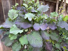 Purple tree collard for sale  Escondido