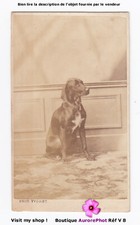 Chien assis pose d'occasion  Chaumont