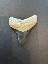 Fossil megalodon shark for sale  COBHAM