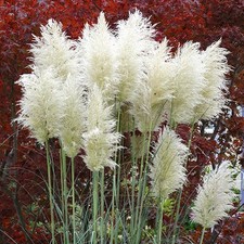 Trawa pampasowa WHITE PLUME poj. 2L na sprzedaż  PL