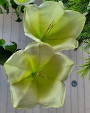 Osa pulchra - 10 fresh seeds - extremely rare na sprzedaż  Wysyłka do Poland