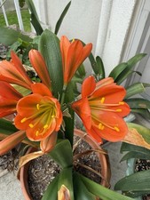 clivia d'occasion clivia d'occasion Expédié en Belgium