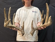 elk deer for sale elk deer for sale Baton Rouge