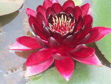 Seerose nymphaea black gebraucht kaufen  Schmidmühlen