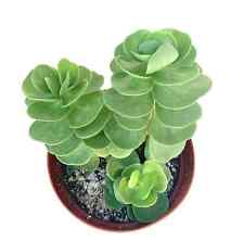 Portulaca molokiniensis succul for sale  Castaic