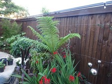 Oscillot garden cat for sale  MARKET HARBOROUGH