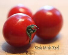 Tomate rouge kish d'occasion  Expédié en France