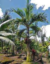 Bentinckia condapanna palm for sale  Kamuela