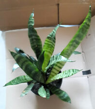 Sansevieria zeylanica bogenhan gebraucht kaufen  Saarbrücken