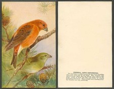 Crossbill bird roland for sale  UK