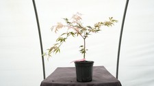 japanese red laceleaf maple for sale japanese red laceleaf maple for sale Hendersonville