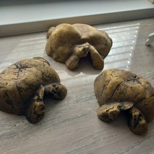 Exo terra höhle gebraucht kaufen  Horst