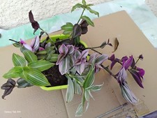 Lot plants misère d'occasion Lot plants misère d'occasion  Villeneuve-sur-Lot