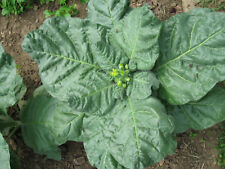 1000 graines Tabac chamanique, Mapacho ou Nicotiana rustica comprar usado  Enviando para Brazil