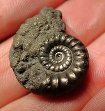 Pyrite eoderoceras bispinigeru for sale  BRISTOL