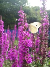 Purple loosestrife lythrum for sale  LOUTH