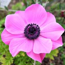 rose anemone for sale  USA