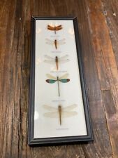 collecting insect material for sale collecting insect material for sale Fort Lauderdale