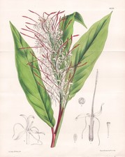 Hedychium gracile himalaya gebraucht kaufen  Seubersdorf