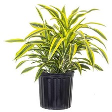 Lemon lime dracaena for sale  Los Angeles