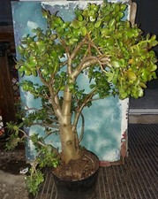 Bonsai jade crassula for sale  San Marcos