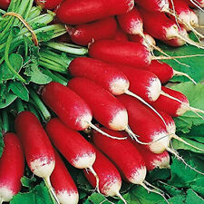 French breakfast radish for sale  Tarpon Springs