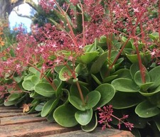 Vaso crassula multivaca usato Vaso crassula multivaca usato  Barcellona Pozzo di Gotto