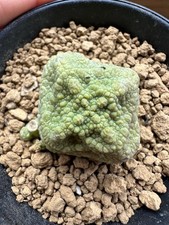 Pseudolithos cubiformis own usato  Valdastico