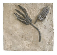 Triassic encrinus liliiformis for sale  Shipping to United Kingdom