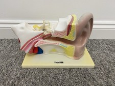 Part human ear for sale  FAREHAM