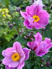 Chinesische herbstanemone anem gebraucht kaufen  Pinneberg