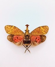Entomology taxidermy phrictus usato Entomology taxidermy phrictus usato  Roma