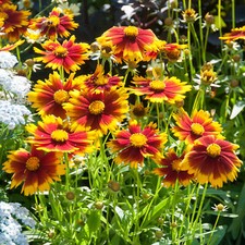 Coreopsis uptick gold for sale  UK