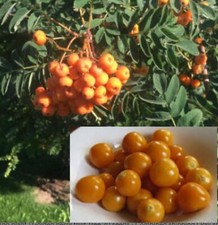 Rare goldenberry fruit for sale  Philadelphia