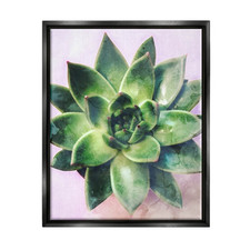 Round succulent plant for sale  USA