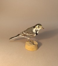 Taxidermy cabinet curiosites usato Taxidermy cabinet curiosites usato  Roma